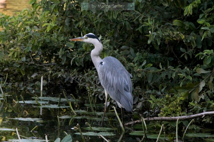 Ardea cinerea